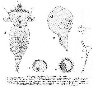 Lucks, R (1930): Zoologischer Anzeiger 92 p.59, figs.A-F